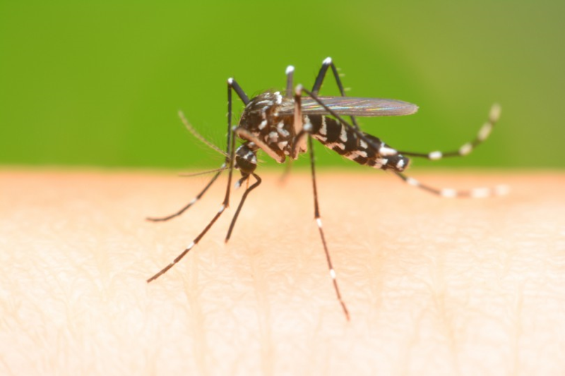MOSQUITO AEDES AEGYPTI